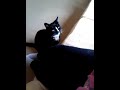 woofcat