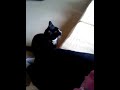 woofcat
