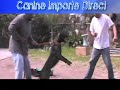 Dutch Shepherd Nitro Muzzal fight & civil work(Ulysee Muff & Van guard k9 training's)