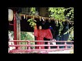 太々神楽 　正調音源　伊佐須美神社　会津美里町