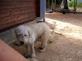 Thea: DUO-Ibiza Tierhilfe Tierschutz Tierheim Hund