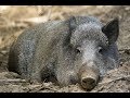 Поднял кабана с лежки . охота на кабана. охота с ягдтерьерами