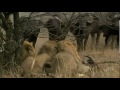 Nature - The White Lions.flv