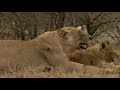 Nature - The White Lions.flv