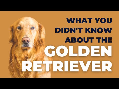 🐶🏅 DID YOU KNOW THESE About Golden Retrievers? | Curious Corner.