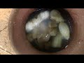 Primitive Technology: Wine Making from Banana Experiment