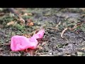 Hank and the Pink Balloon