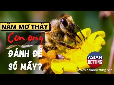 Đánh số gì khi mơ thấy con ong? | Asianbetting.net