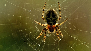 Видео про пауков. Паук плетет паутину. Паутина паука.  about spiders. The spider