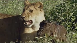 Львица Стала Мамой Для Детеныша Антилопы!