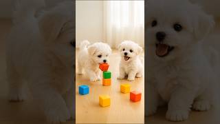 Cute Maltese Puppy Brothers Playing With Blocks