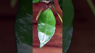 Lacunosa Love - Hoya Lacunosa