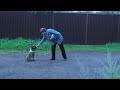 правильно гуляем со щенком 