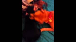 Dog Pile