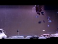 Hand Feeding Electric Blue and Blue Gene Jack Dempsey Cichlids