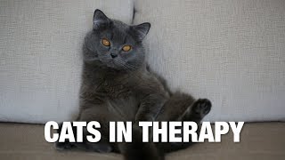 Cats In Therapy