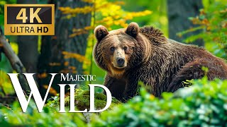 Majestic Safari Wildlife 4K 🐾 Discovery Film With Soothing Relaxing Piano Music & Real Sound