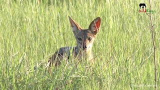 Cheetahs On The Move, Zebra With No Tail | On Safari In Tsavo East #6