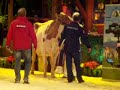 europameisterschaft