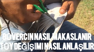 Güvecin Makaslama Güvercin Tüy Değişimi Neler Yapmalıyız..