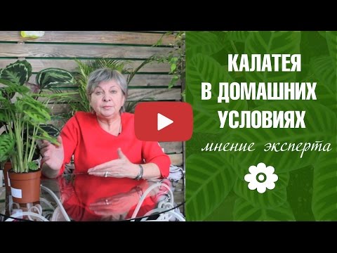 Уход за комнатными калатеей в домашних условиях Уход за комнатными калатеей в домашних условиях