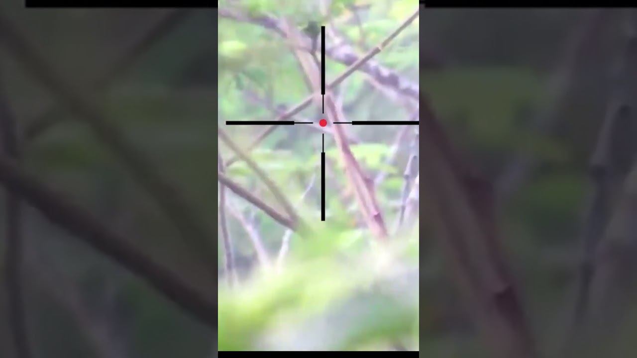 FORESTROOK HUNTING AT MANY POINT MAINSTANDING SPOT #1 FORESTROOK HUNTING AT MANY POINT MAINSTANDING SPOT #1