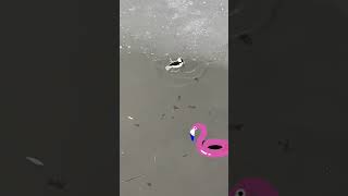 Poor Cutie Duck Almost Died Under Frozen Water