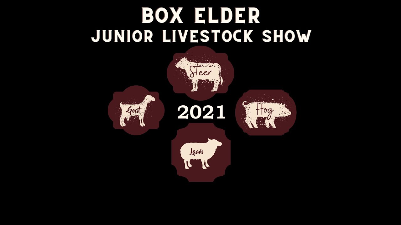 Steer Showmanship,