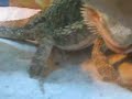Title:World's Largest Bearded Dragon Description:my really kool bearded dragon named luigi pwns a cricket.