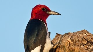 Why Do Woodpeckers Drum? Why Do Woodpeckers Drum?