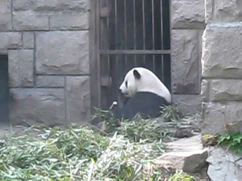 北京動物園のパンダさん　その２