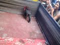 image Ayam Bangkok Si Balsem 9bln Spesialis Pukul Ko Dan Mematikan