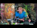 7 Week Old RQS Royal Creamatic - Autoflowering Cannabis Plant Update