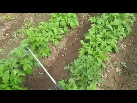 Татьяна урожайный огород борьба с фитофторой Татьяна урожайный огород борьба с фитофторой