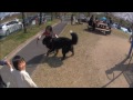 大型犬バーニーズ と 公園の皆さん