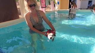 Akc Staffordshire Bull Terrier Puppy, 12 Weeks, Swimming