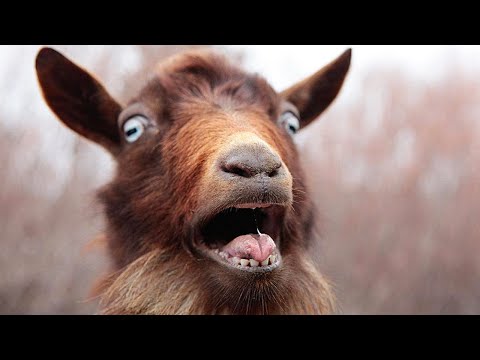 20 WTF Facts You Won't Believe