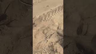 Find A Rare Desert Lizard