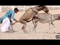 Horse Mating Donkey - Donkeys Breeding - Animals Mating Compilation