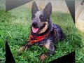 Lika ACD Brasilia 2