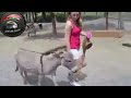 العشق الممنوع ... حمار يسخن على مزة نار ....