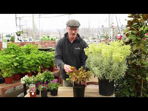 Spring Perennials for Sun & Shade with Scott | GARDENWORKS Canada