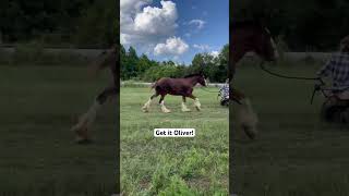 Running Clydesdale! #Shorts #Oliver #Rescuehorse #Horselover #Clydesdale #Draft #Runninghorses