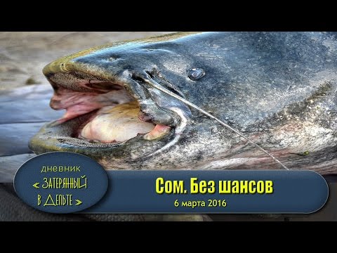 ловля весной сома в астрахани ловля весной сома в астрахани