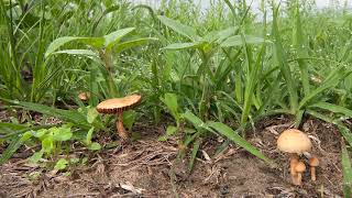 Soil Health & Garden Prep
