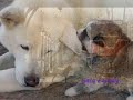 Hachiko Cane Fedele A Dog S Story