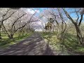 空撮 / 秋ヶ瀬公園の桜