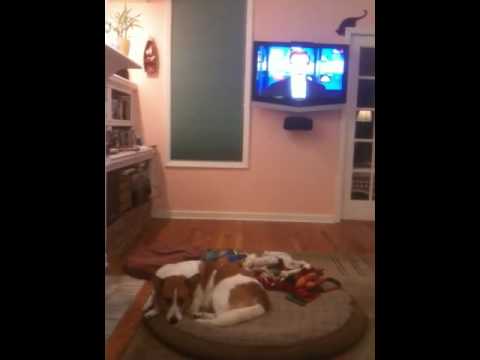 Emily the wonder dog sings to the NBC Nightly News song