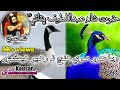 Sindhi Poetry of Hazrat Shah Abdul Latif Bhitai | Sindhi WhatsApp Status | Voice M.Bachal Shanbani