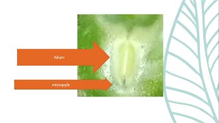 Morphology Of Pea Seed.